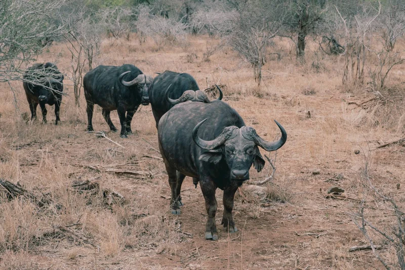 Cape buffalo in dry bushveld, the lead bull facing the camera